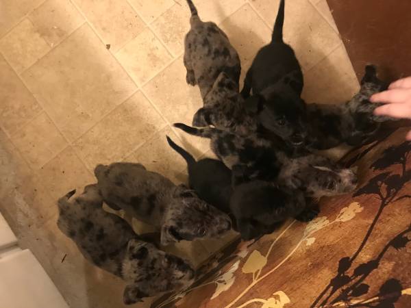 Heller 8 week old pups