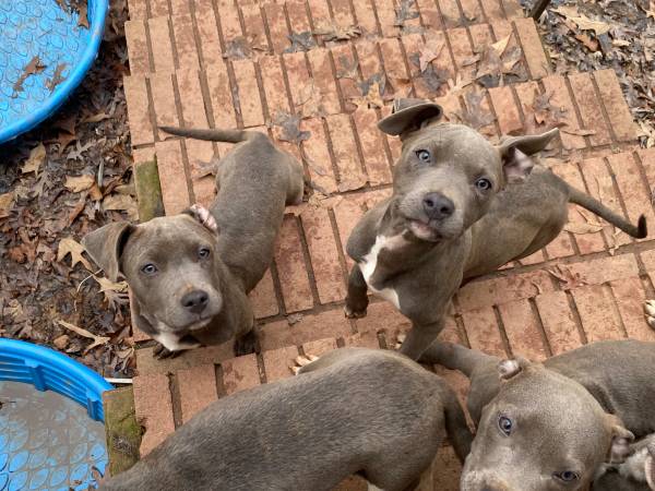 Bully Puppies