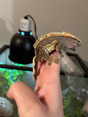 crested gecko