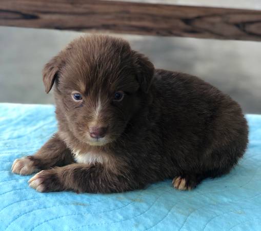 Australian Shepherds Standard size