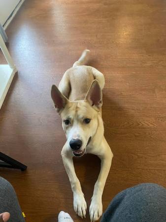 husky/pit mix for rehoming