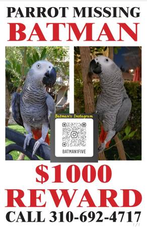 Missing African Grey Parrot