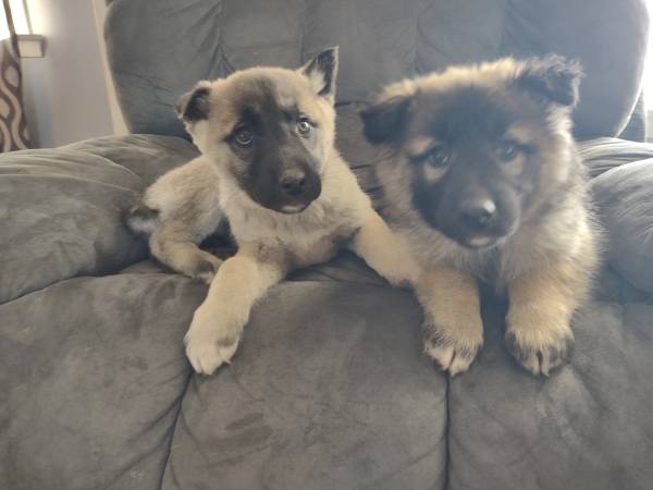 2 German Shepherd Puppies (Male)