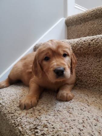 Irish Golden puppy