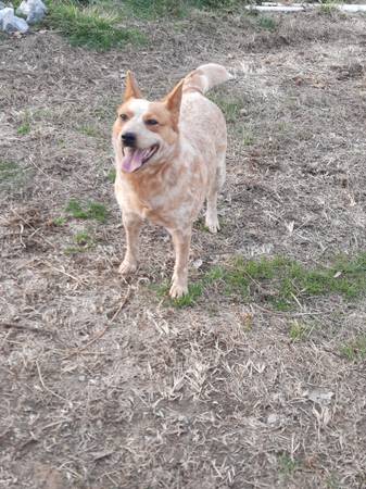 Roxy, 3/4 heeler 1/4 Aussie