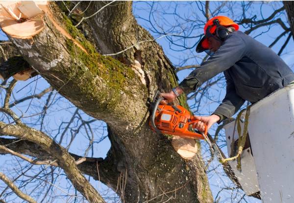 ???? RAMOS TREE SERVICE ?? ???? ??:334-314-8510