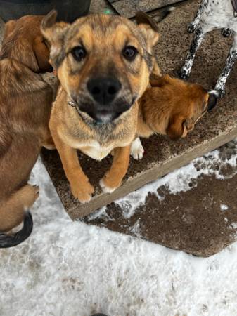 Rehoming German Shepherd/Red Heeler Puppies