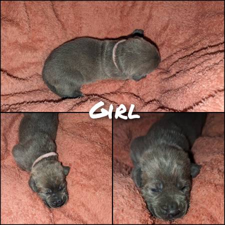 Cane Corso/Italian Mastiff Puppies