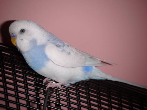 Parakeet (Male) – $15