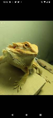 Bearded dragon