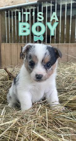 cowboy corgis and full stock corgis