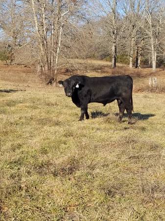 Black Angus Bulls