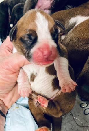 Boxer Puppies