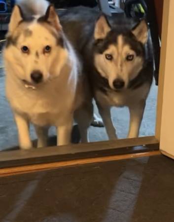 Bonded husky’s