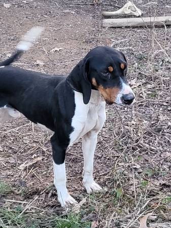 Treeing walker coonhound