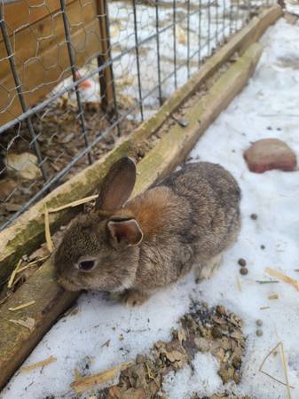 Bunnies ready for a home