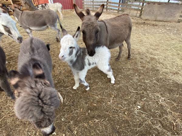 Baby Miniature Donkey Female