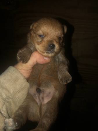 yorkie male pup as pet only