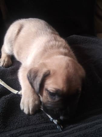 Bull mastiff puppies