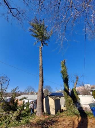 ??TREE SERVICE,TREE TRIMMING TREE REMOVAL BY MARIO??