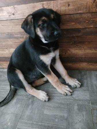 Mastiff/German shepherd puppies