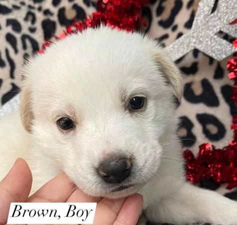 Lab/husky/German mix puppies