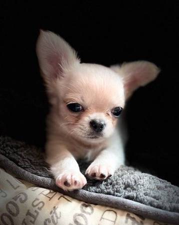 adorable two short nose chihuahua