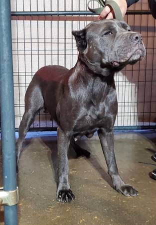 cane corso kennel