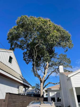 Tree service, tree trimming, tree removal, stump removal, hedge trim