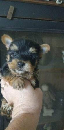 8m old an 7 week old yorkie males