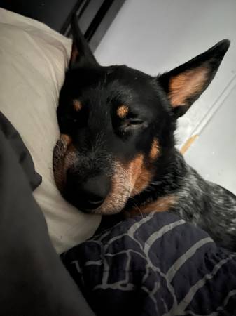 Blue Heeler