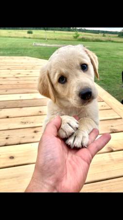 Lab/ Retriever Puppies