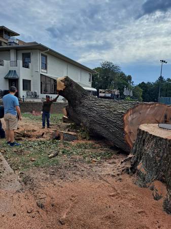 RAMOS AND SON’S TREE & LANDSCAPING SERVICE