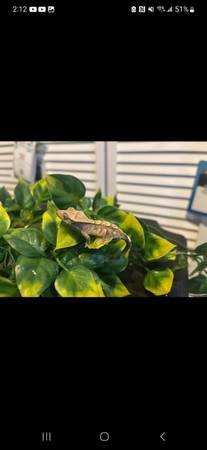 crested gecko