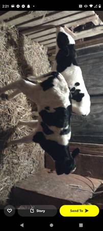 Bottle calves