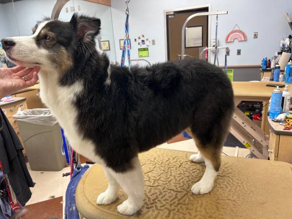 Dog groomer in need of new clientele!