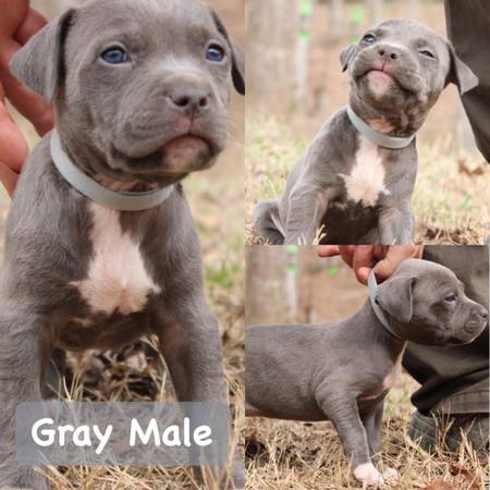 American XL Bully Pups