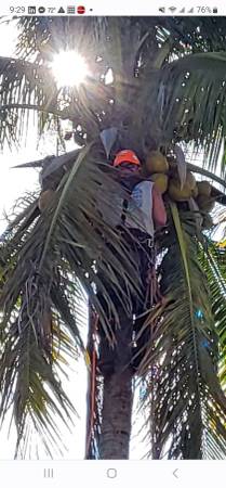 Tree Removal Tree Trimming Best price