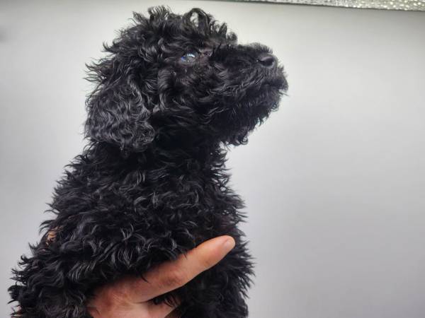 Akc small standard poodles