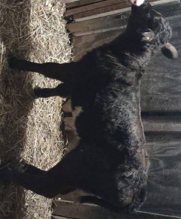 Bottle baby calves