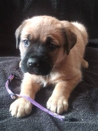 Bull mastiff puppies