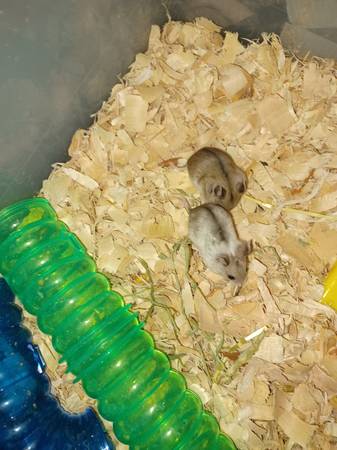 Baby chinese dwarf hamsters