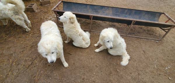 Great Pyrenees LGDs