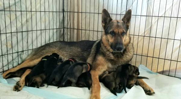 Sable German Shepherd AKC Pups