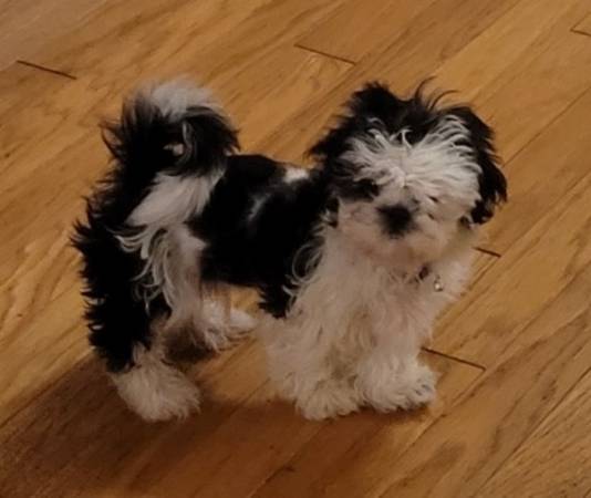 shihzhu
