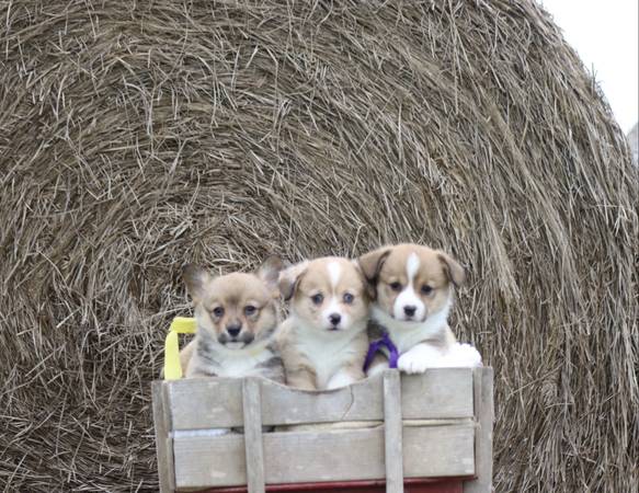 Corgis