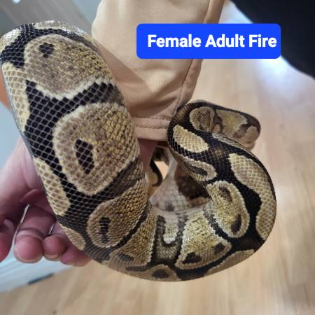 3 ball pythons for rehome