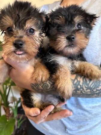 4 month old male yorkies