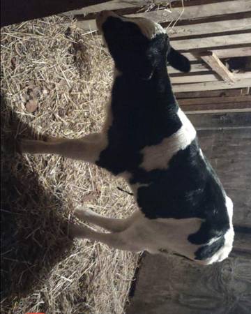 Bottle baby calves