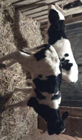 Bottle baby calves